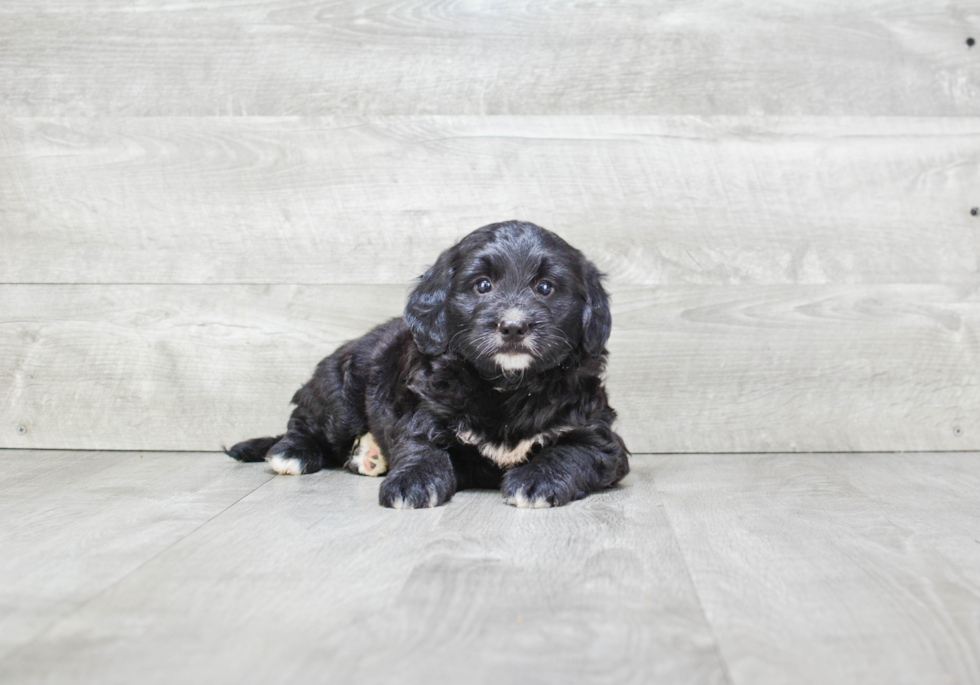 Mini Bernedoodle Puppy for Adoption