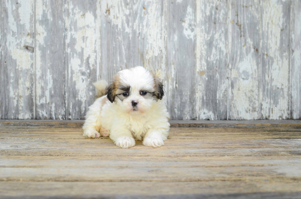 Smart Teddy Bear Designer Pup