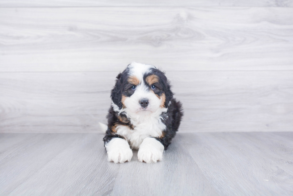 Mini Bernedoodle Pup Being Cute