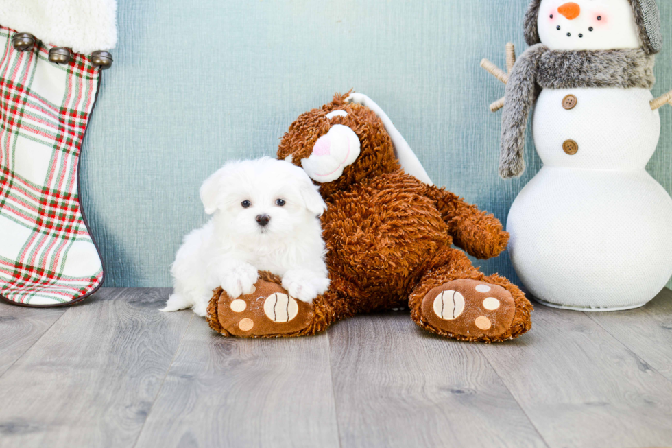 Happy Maltese Purebred Puppy