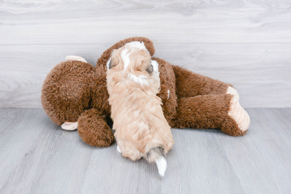 Teddy Bear Puppy for Adoption