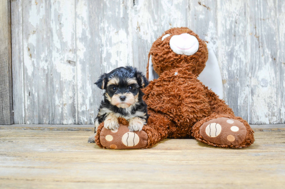 Popular Morkie Designer Pup