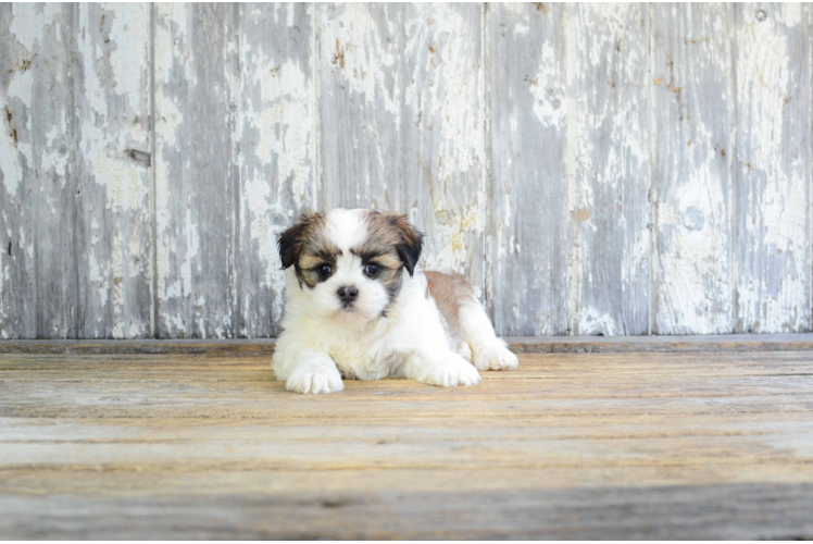 Energetic Shi Chon Designer Puppy