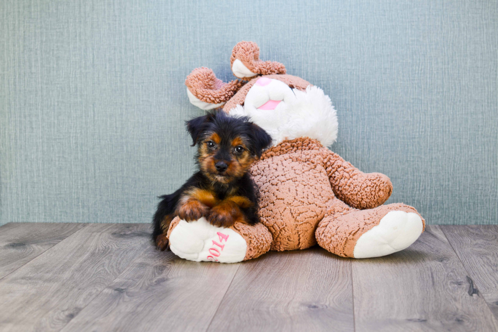 Meet Stevo - our Yorkshire Terrier Puppy Photo 