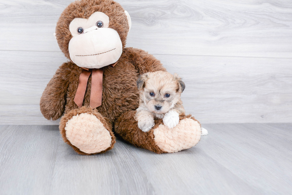 Petite Morkie Designer Pup