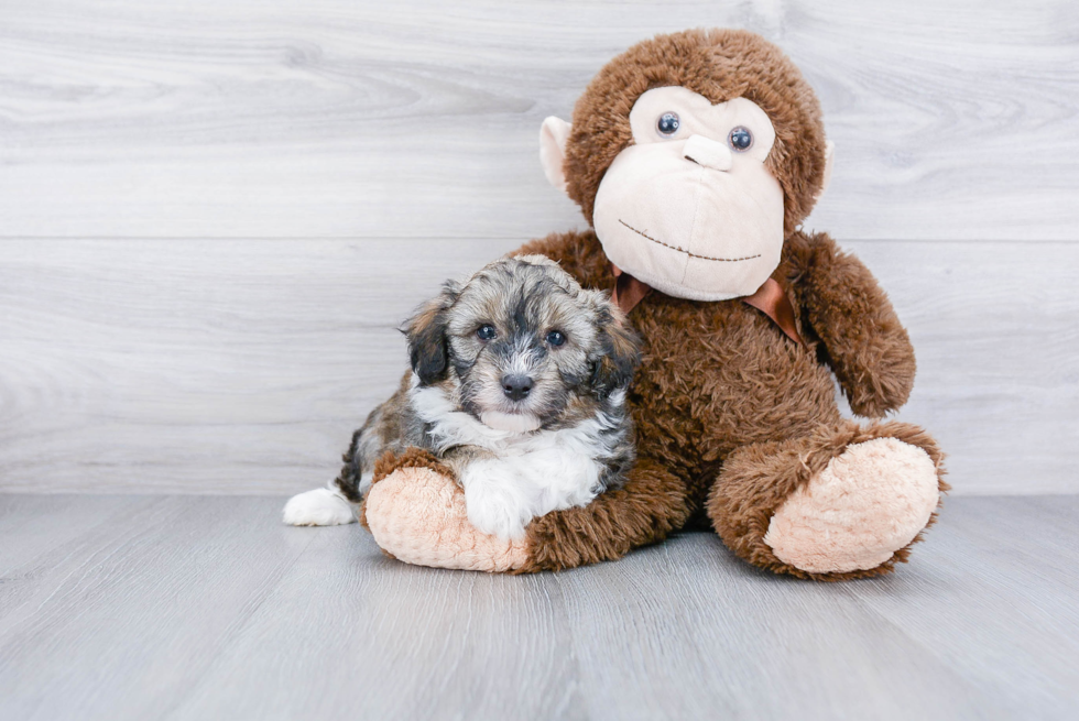 Mini Aussiedoodle Puppy for Adoption
