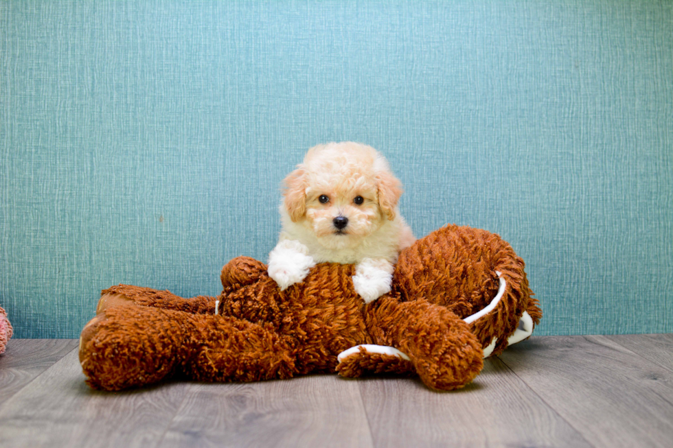 Maltipoo Puppy for Adoption