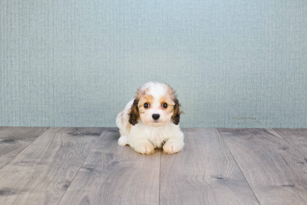 Playful Cavalier Designer Puppy