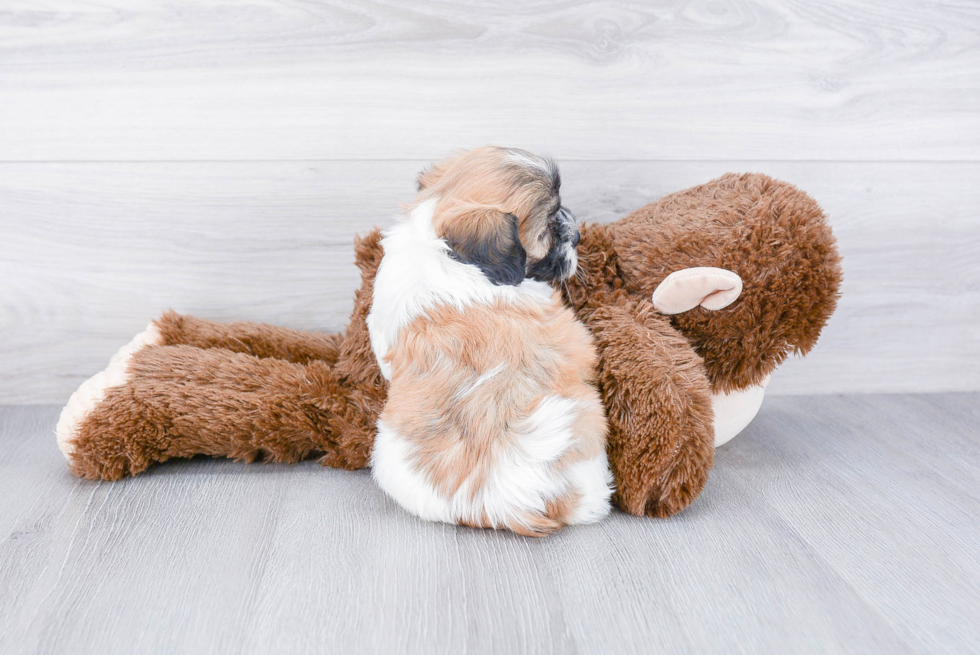 Little Shichon Designer Puppy