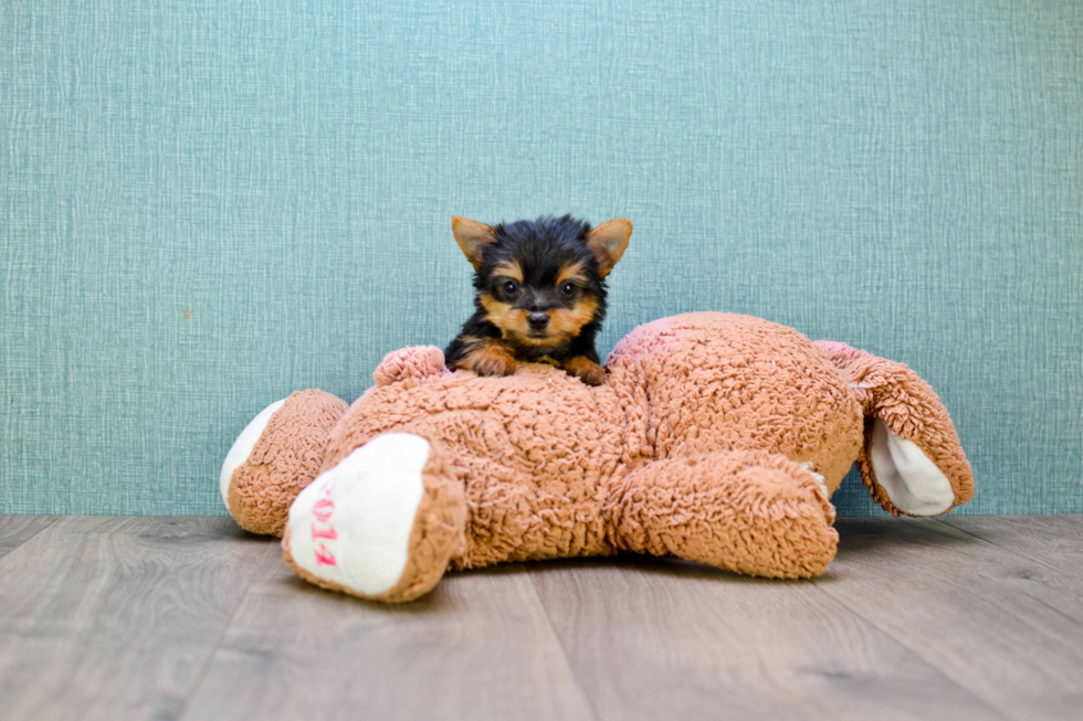Meet Tinkerbell - our Yorkshire Terrier Puppy Photo 