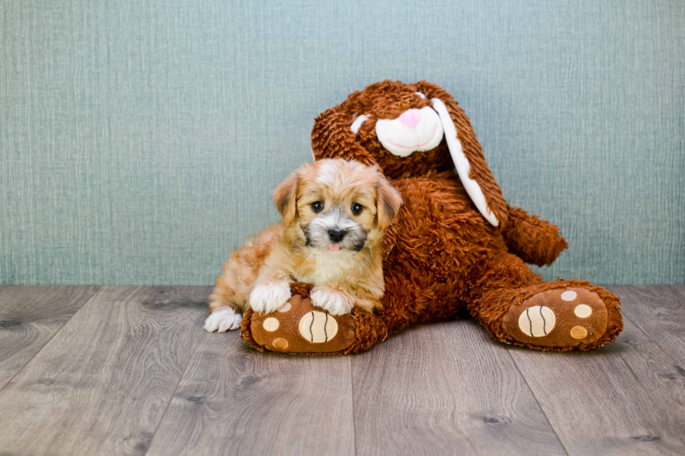 Morkie Puppy for Adoption