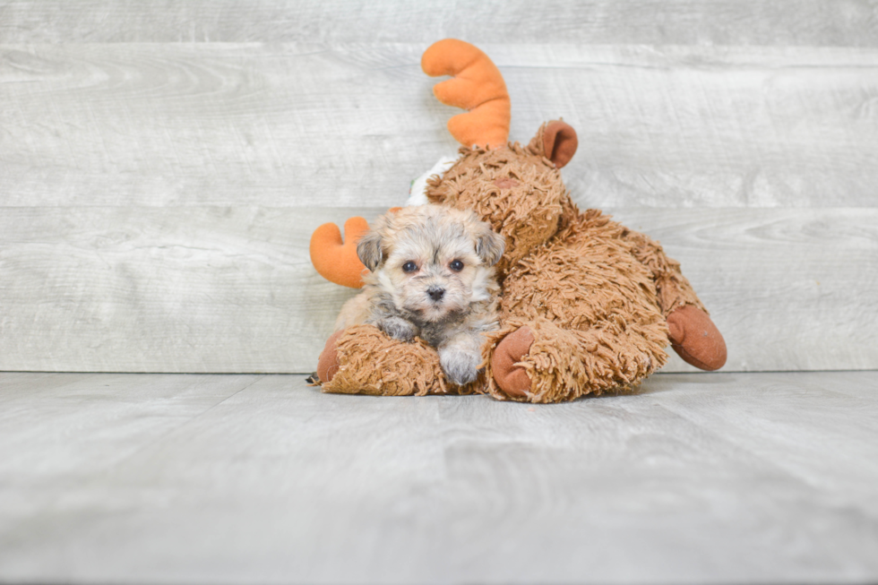 Friendly Morkie Baby