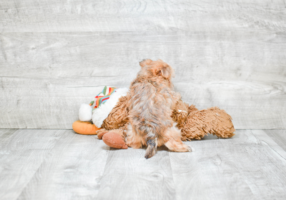 Hypoallergenic Yorkie Designer Puppy