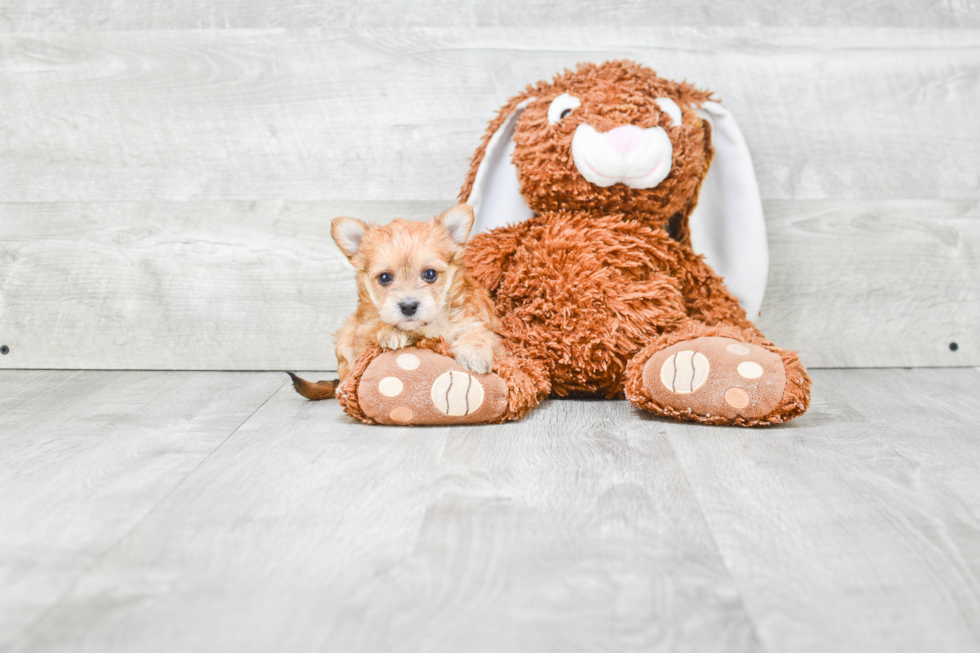 Best Morkie Baby