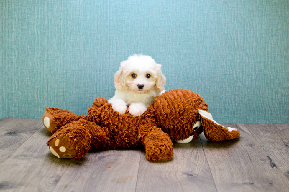 Friendly Cavachon Baby