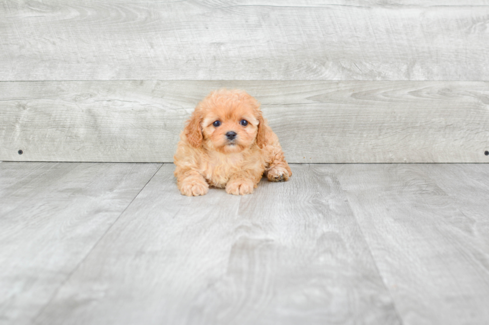 Petite Cavapoo Poodle Mix Pup