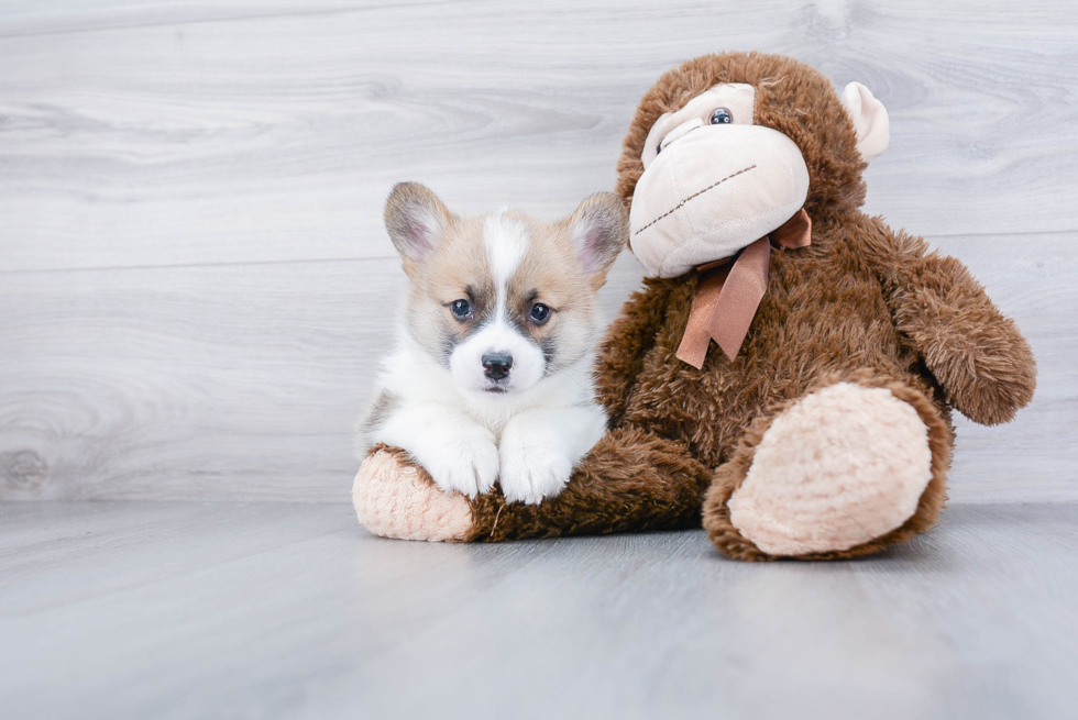 Best Pembroke Welsh Corgi Baby