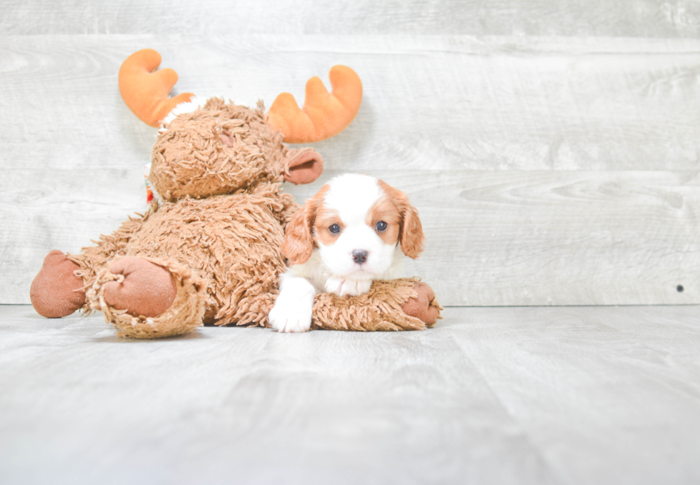 Cavapoo Puppy for Adoption