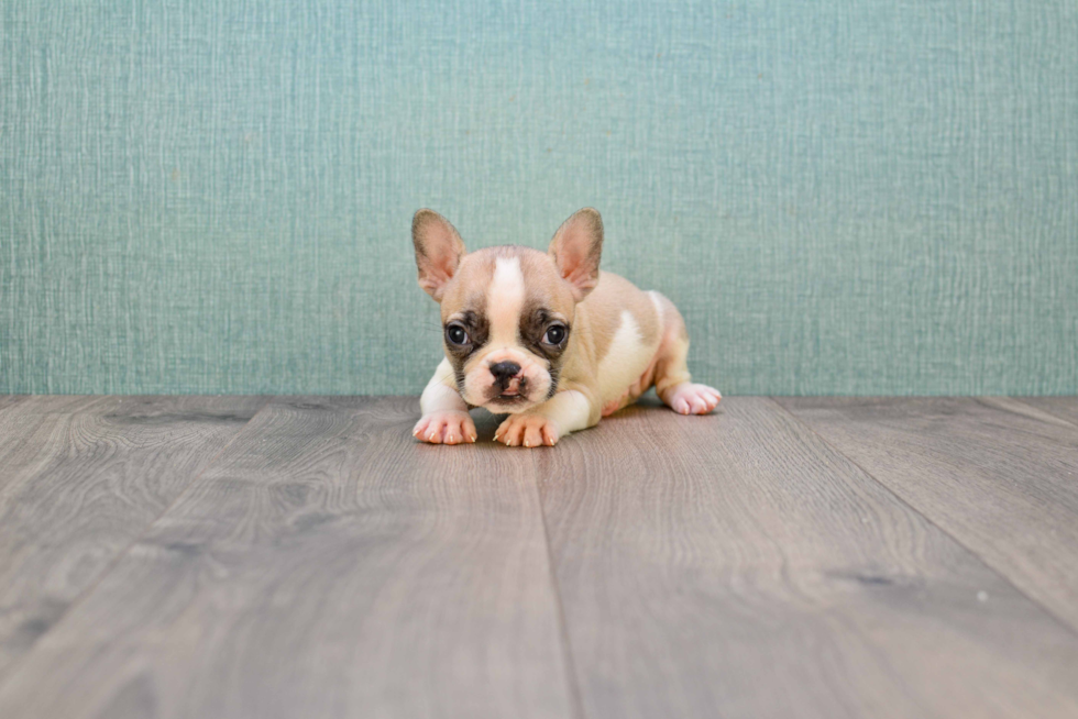 Popular French Bulldog Purebred Pup