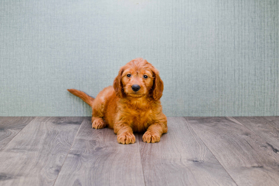 Mini Goldendoodle Pup Being Cute