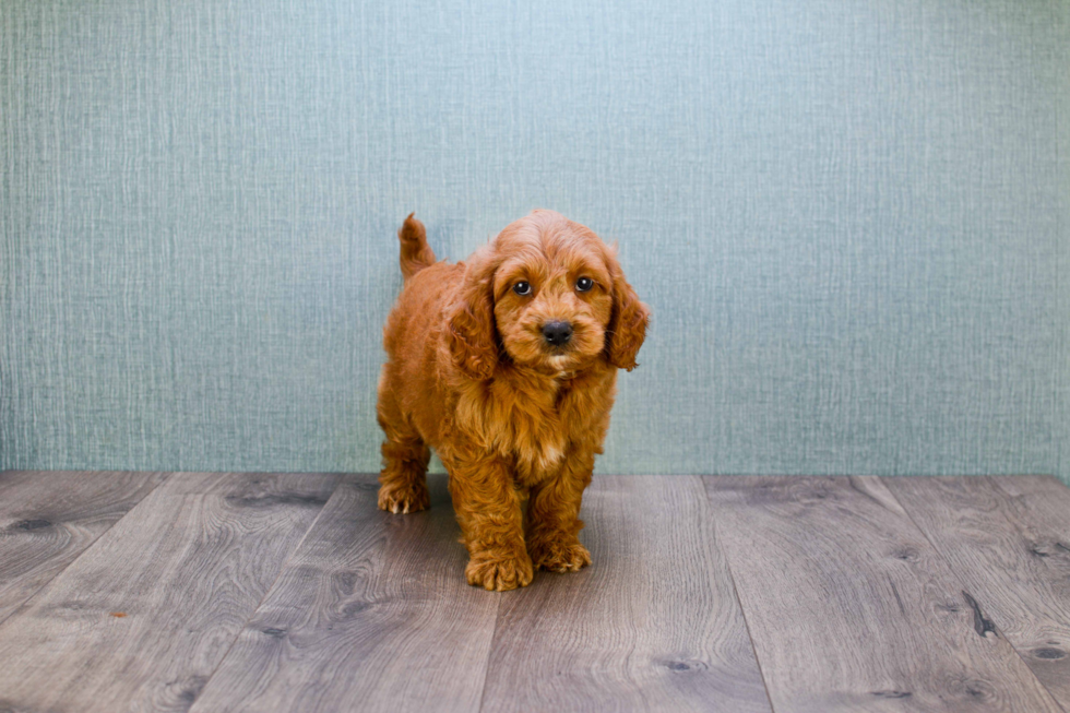 Sweet Mini Goldendoodle Baby