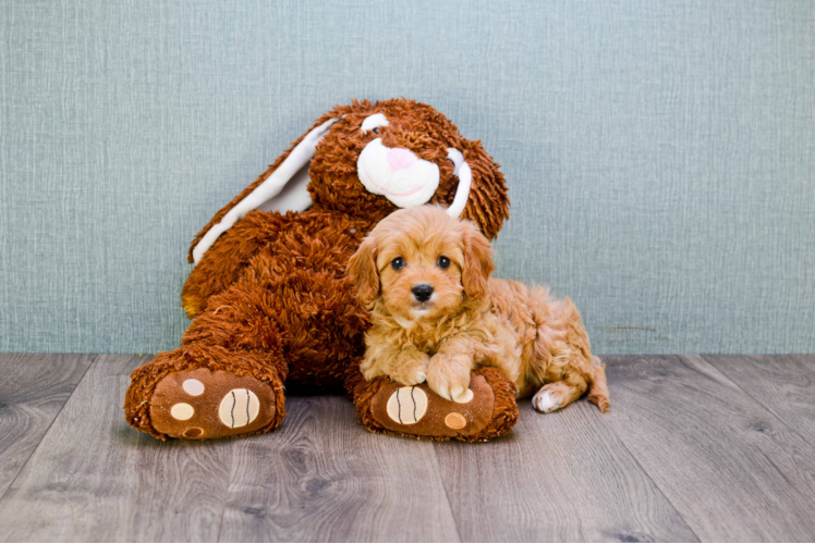 Best Cavapoo Baby