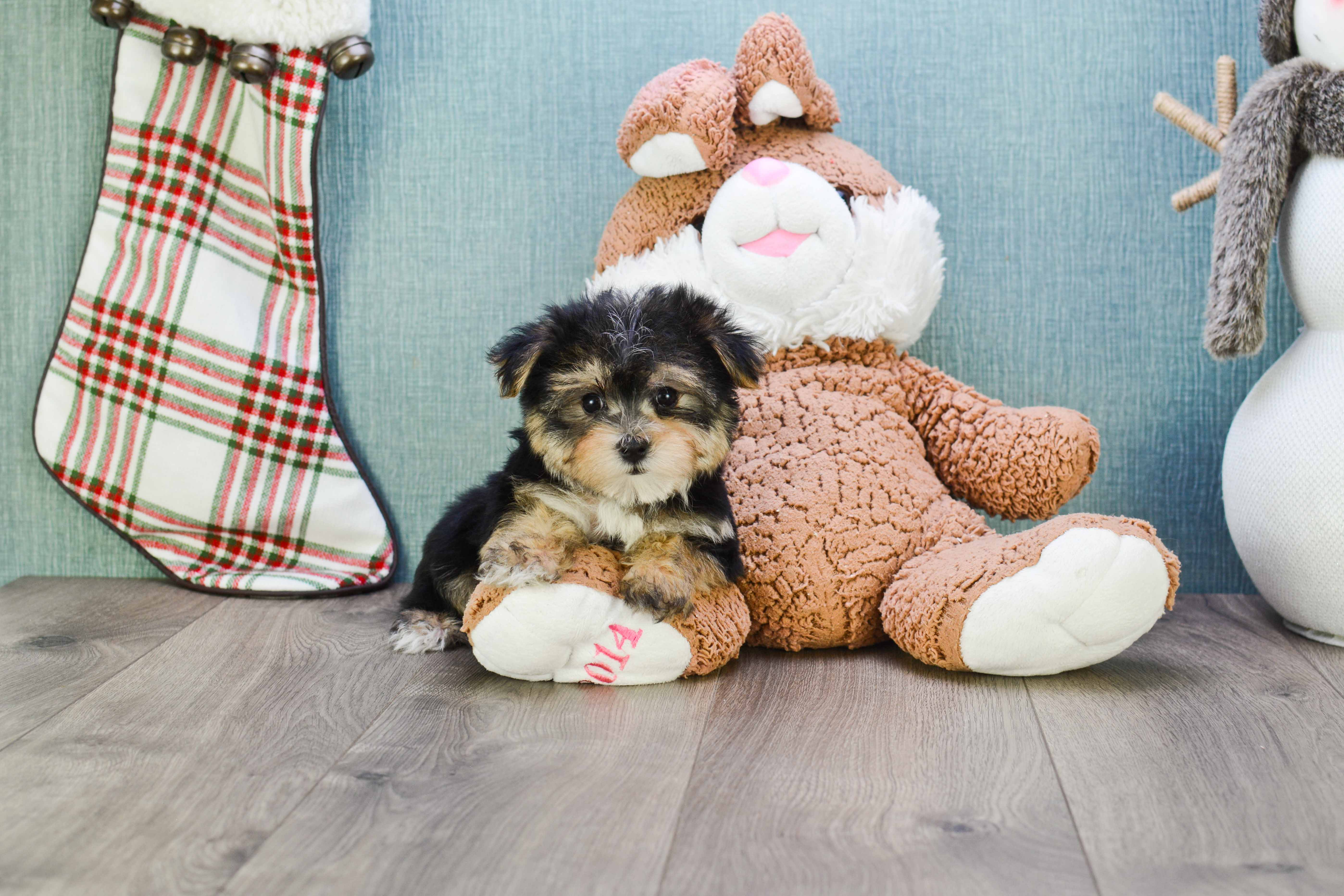 Fluffy Morkie Designer Pup