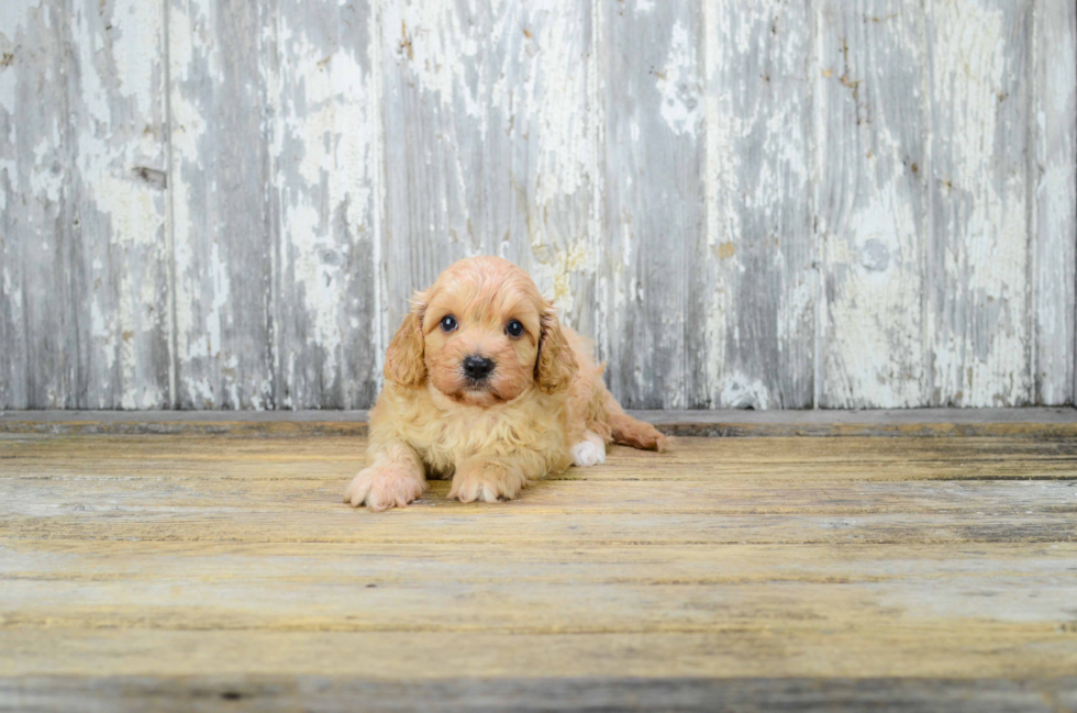 Smart Cavapoo Poodle Mix Pup