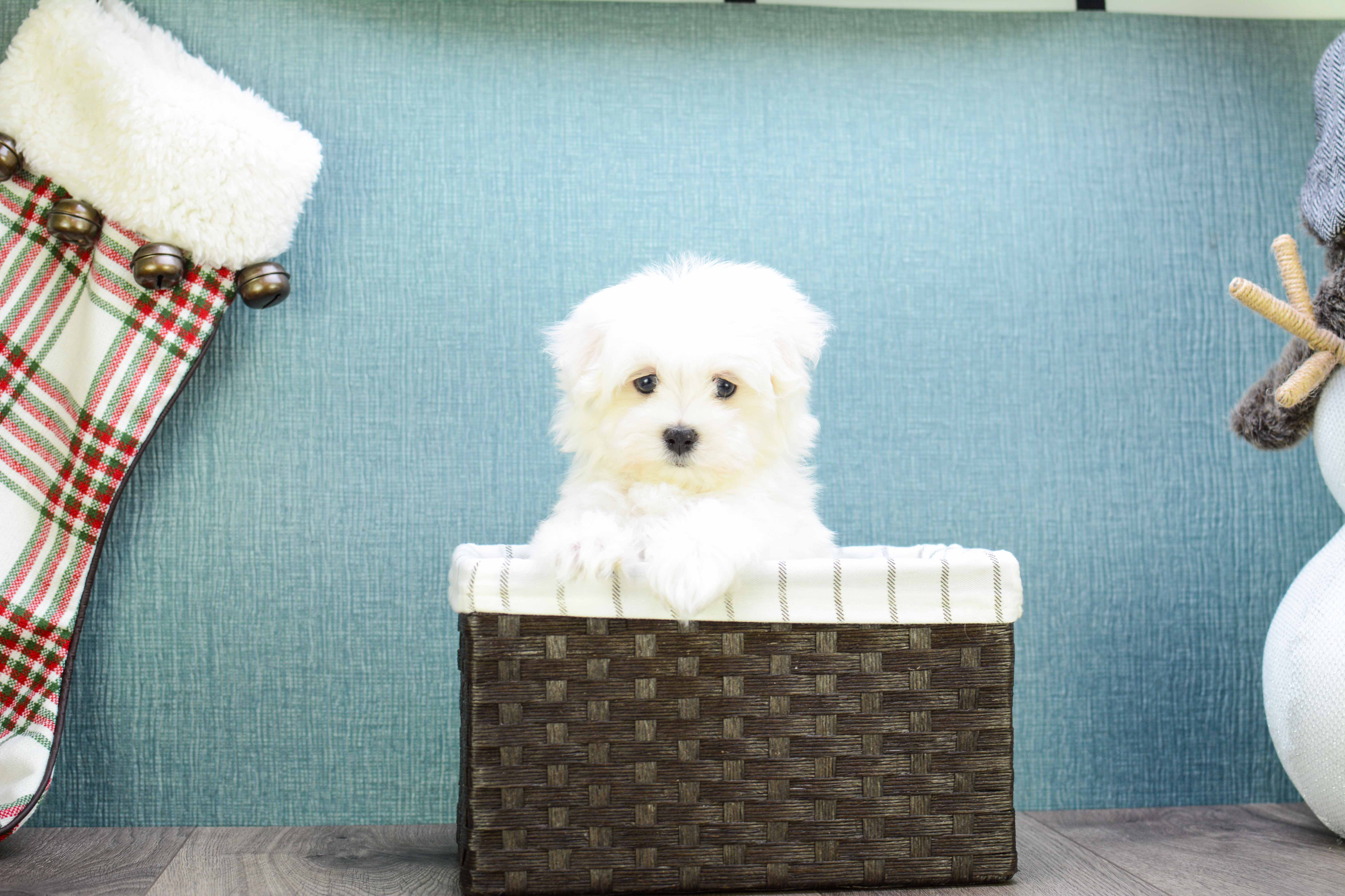 Best Maltese Baby