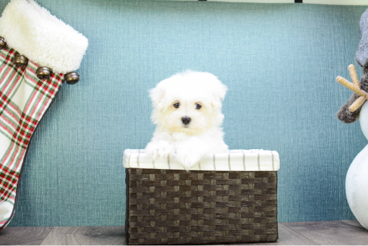 Best Maltese Baby