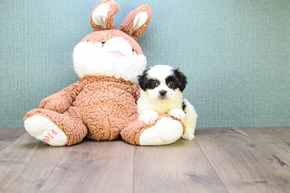 Playful Shi Chon Designer Puppy