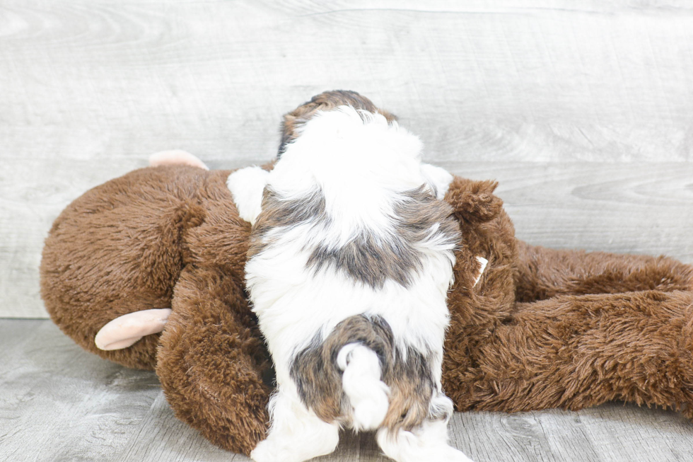 Happy Teddy Bear Baby