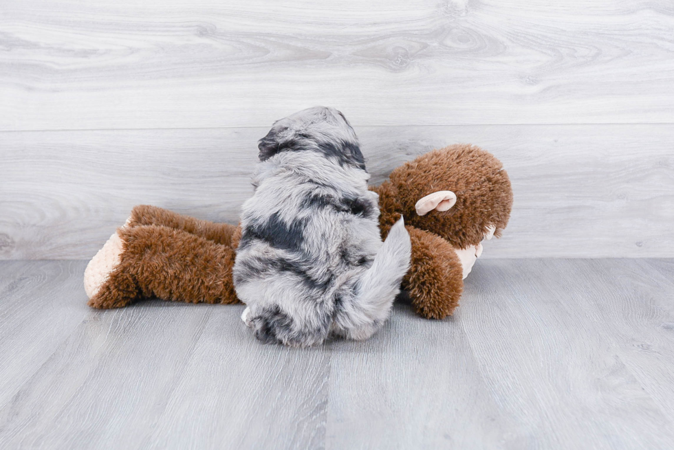 Mini Bernedoodle Pup Being Cute