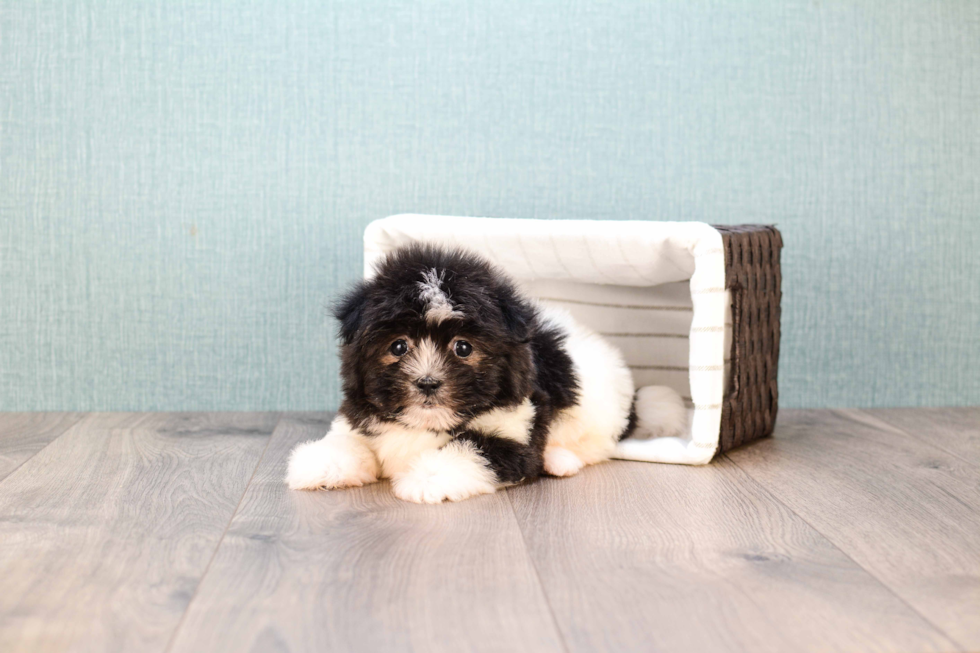 Playful Maltese Poodle Poodle Mix Puppy