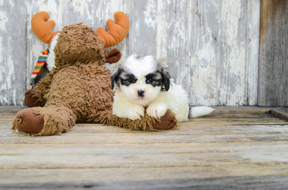 Smart Teddy Bear Designer Pup