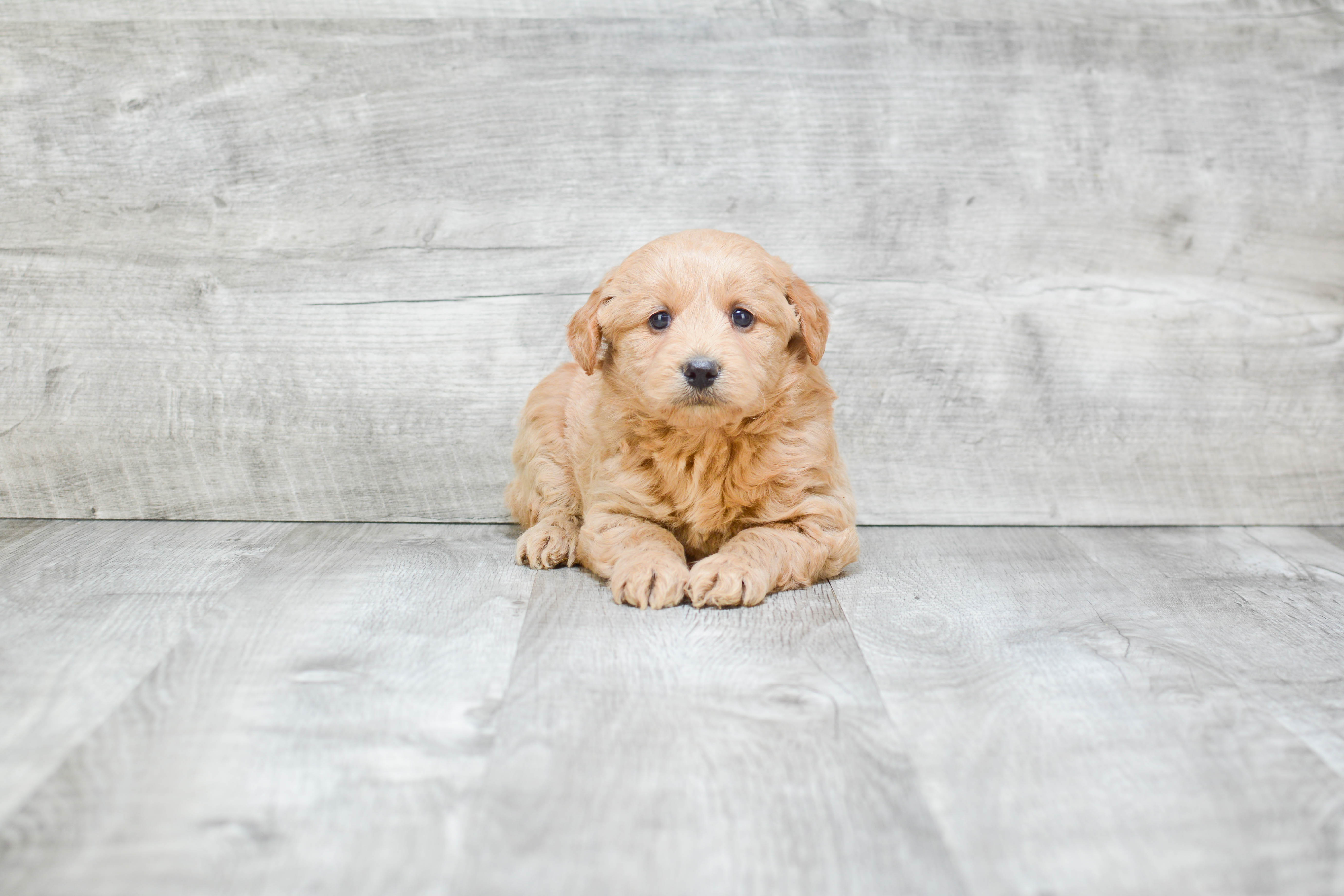 Mini Goldendoodle Pup Being Cute