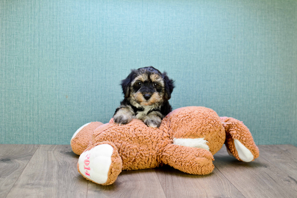 Petite Yorkie Poo Poodle Mix Pup