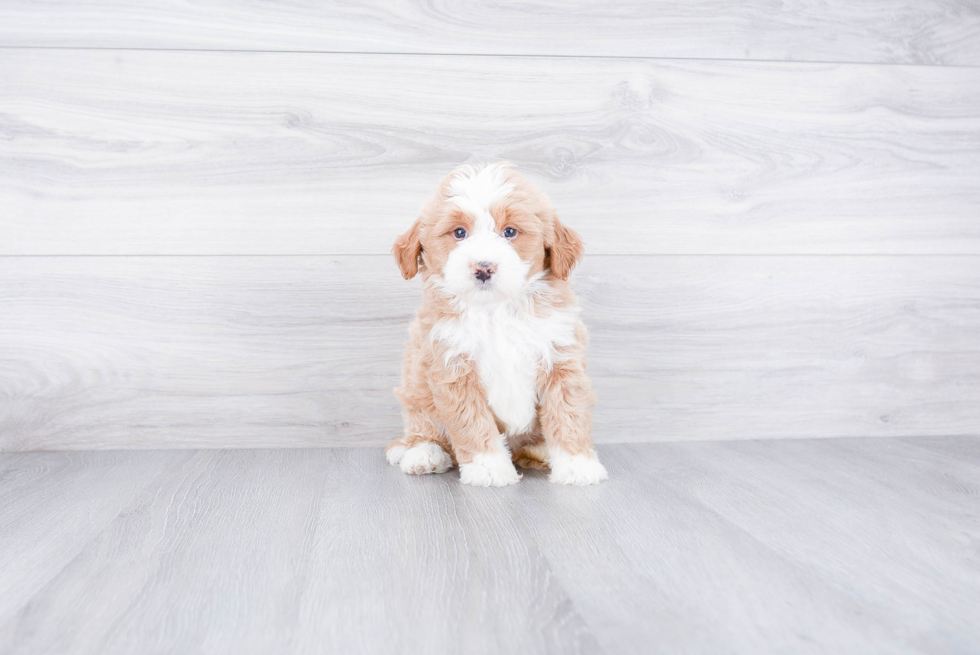 Mini Bernedoodle Pup Being Cute