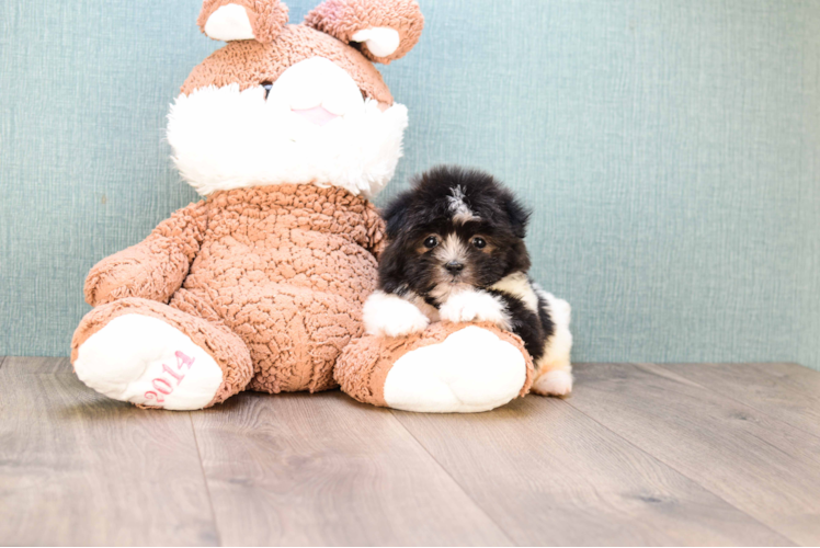 Funny Maltipoo Poodle Mix Pup