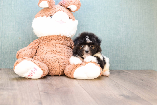 Funny Maltipoo Poodle Mix Pup