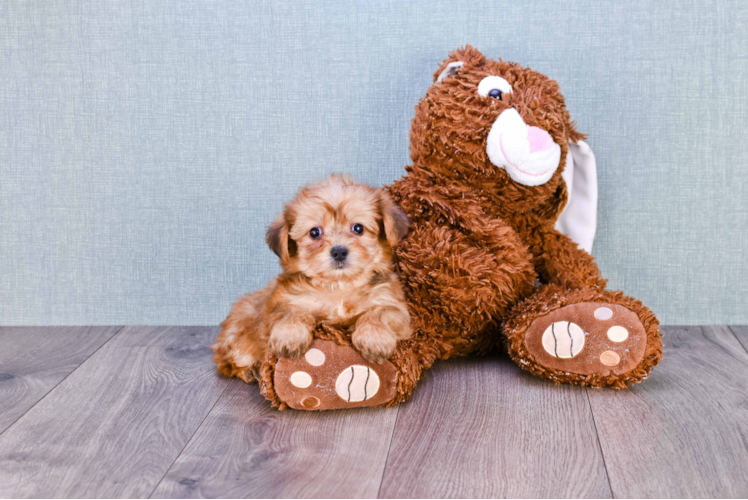 Morkie Puppy for Adoption