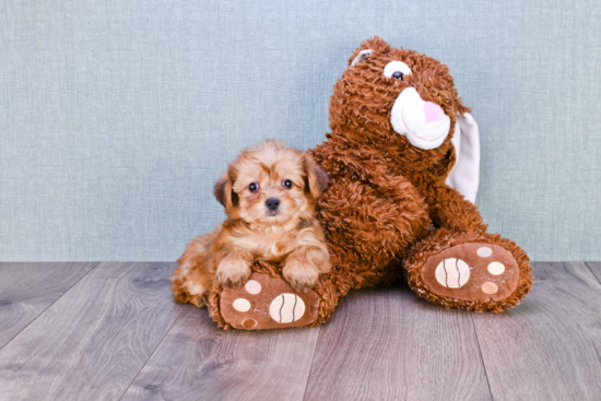 Morkie Puppy for Adoption