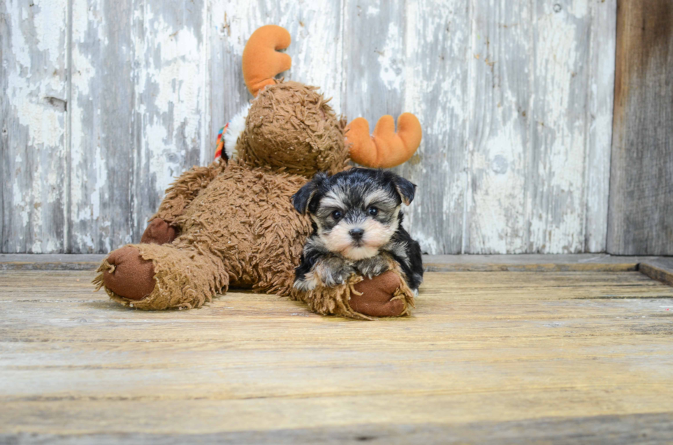 Happy Morkie Baby