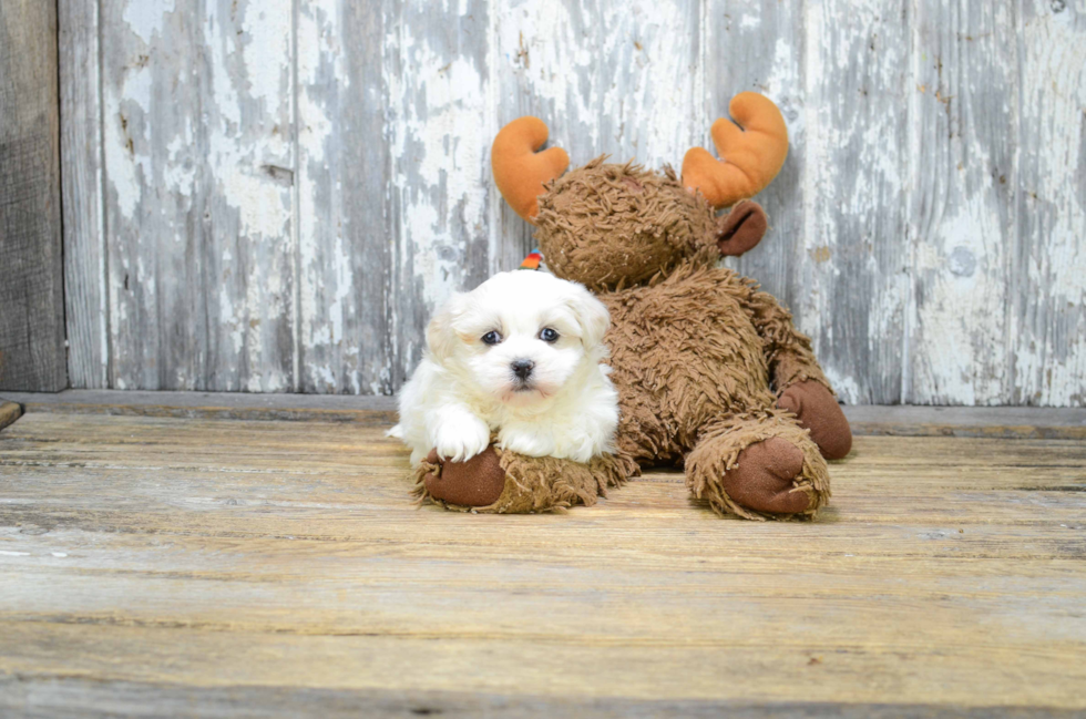 Funny Teddy Bear Designer Pup