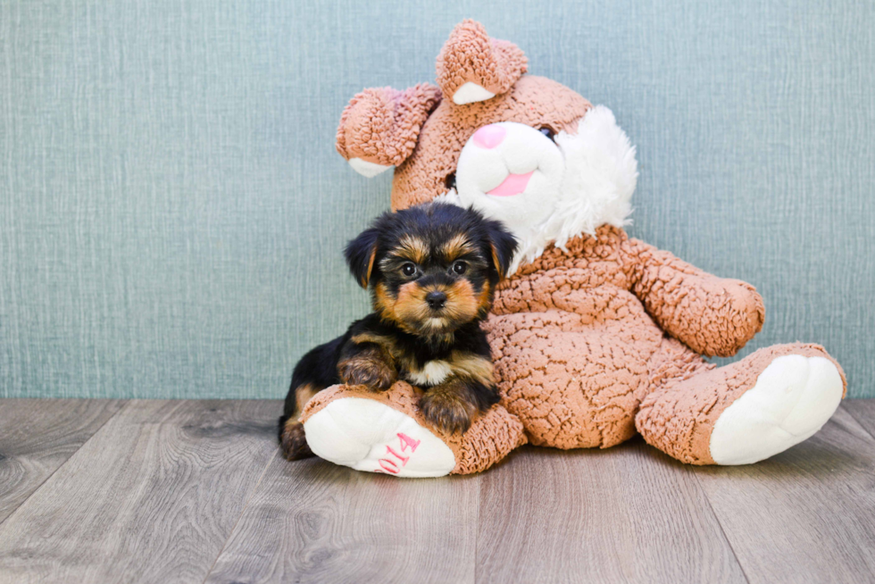Meet Bella - our Yorkshire Terrier Puppy Photo 