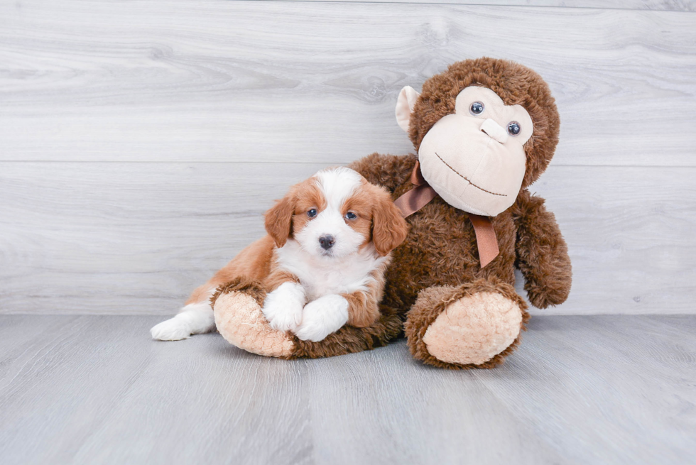 Mini Bernedoodle Puppy for Adoption