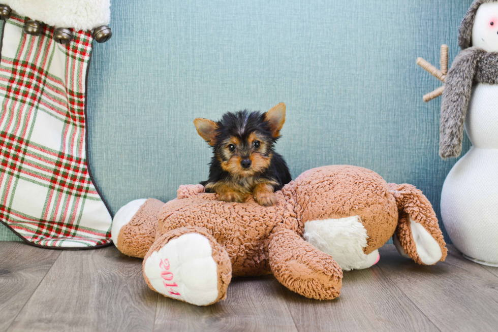 Meet Tinkerbell - our Yorkshire Terrier Puppy Photo 