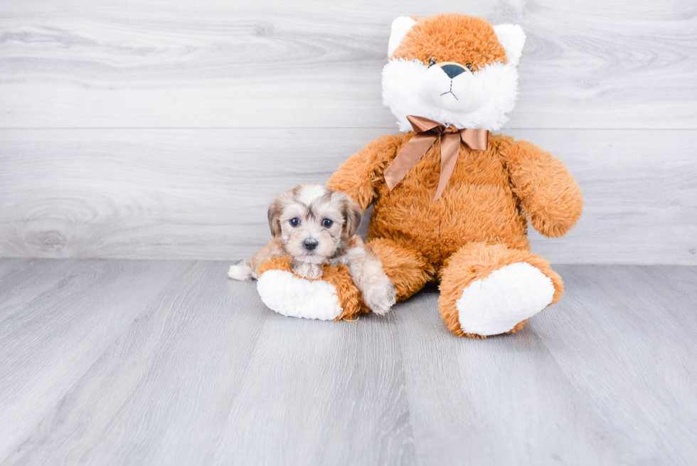 Hypoallergenic Yorkie Designer Puppy