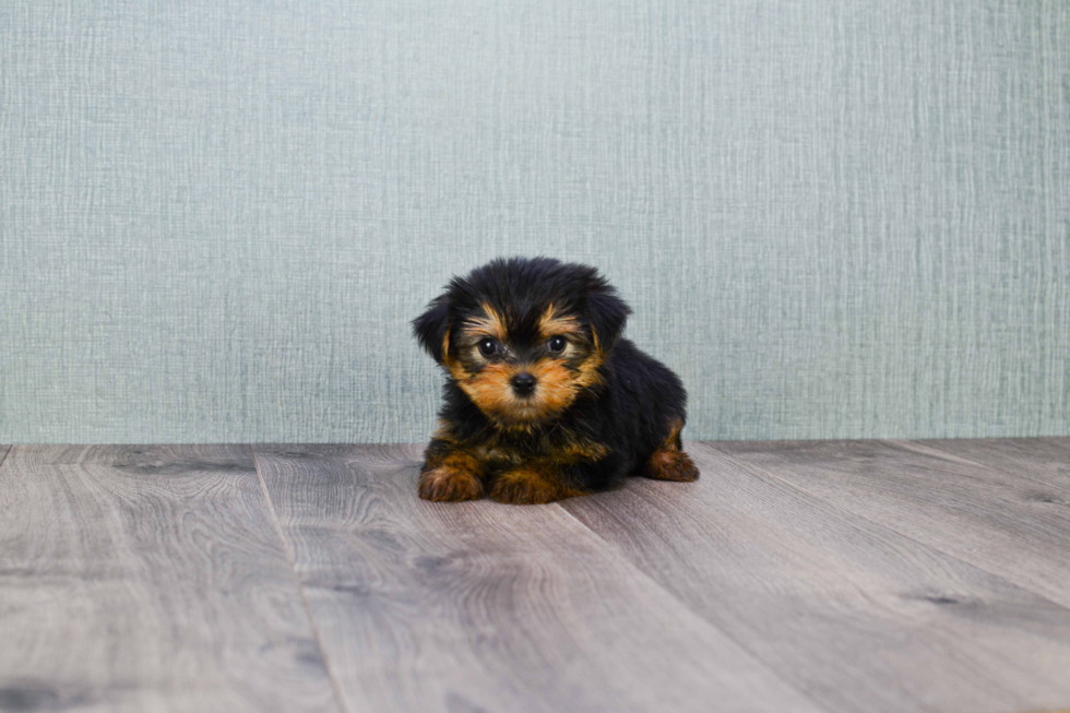 Meet Izzie - our Yorkshire Terrier Puppy Photo 