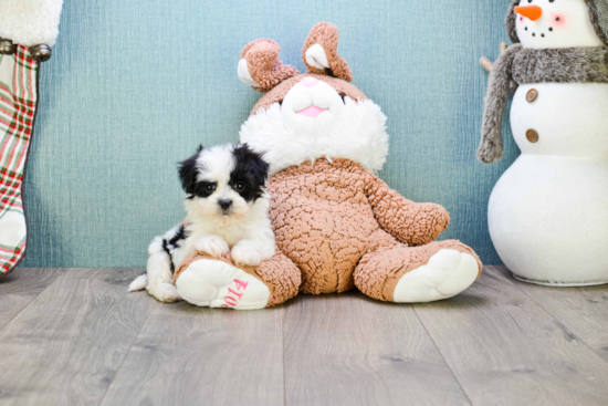 Little Yorkie Designer Puppy